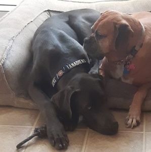 Meet your Posher, Yves